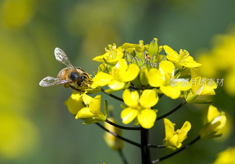 大昆虫蜜蜂(Apis mellifera)在黄花上
